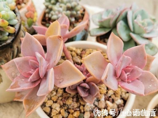 白牡丹|5种超级好养的多肉,如果初次接触多肉,建议不要错过!