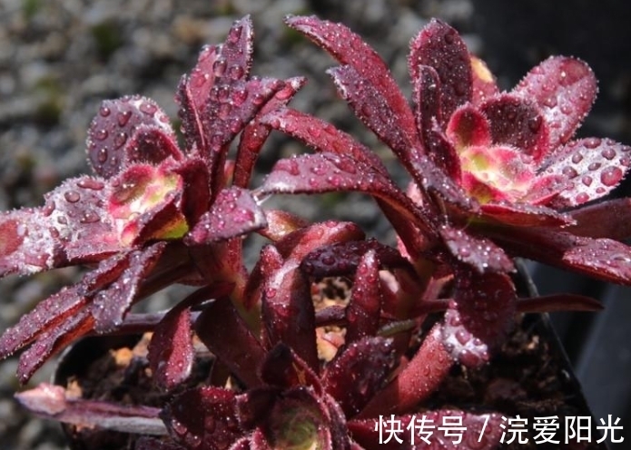 如果你家法师中间“突起”，不要修剪先欣赏，几个月就能爆侧芽