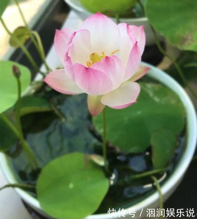 水桶|养此5种花,夏季就像“水桶”,浇水越多、长得越旺