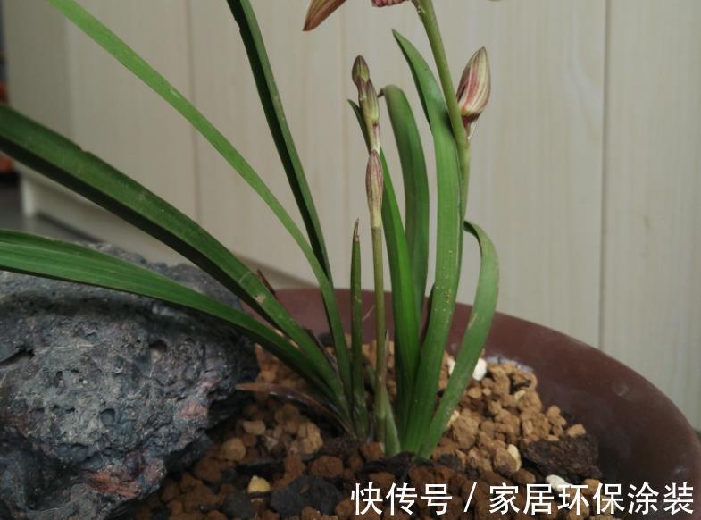 土壤|养花先养根，养兰先学会配土，微酸，一年苗有底肥就不用施肥