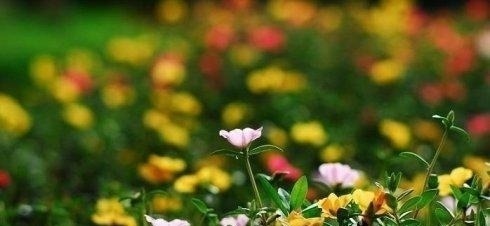 别严士元#落花人独立,微雨燕双飞——十二句唯美的古诗词佳句