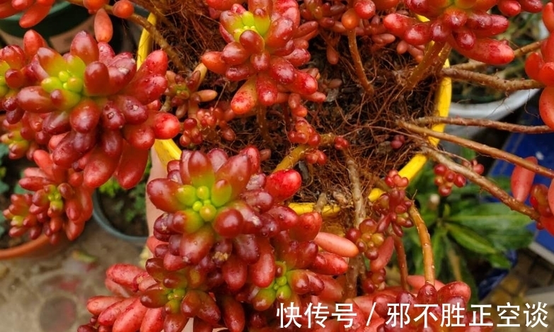 花盆|多肉翻盆后需要浇水吗？当然需要，否则湿度不够它们无法顺利服盆