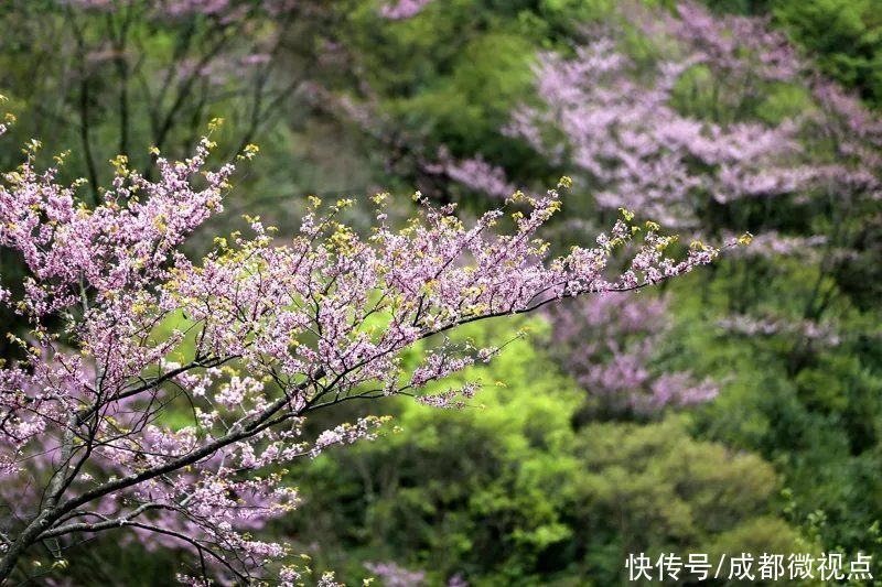 紫色花海迷人眼，赏花攻略已送达，只待君来