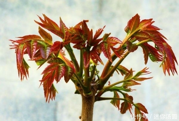 滋阴|农村不起眼的野菜,能补阳滋阴,解酒毒,抗衰老,5月最该吃!