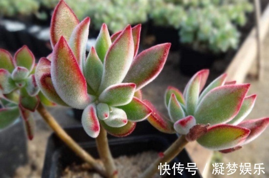 多肉锦晃星怎么养四个妙招看这里,你们不知道的小技巧!