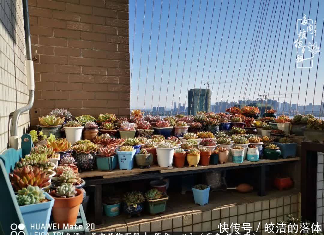 肉肉|与多肉的相遇,就是一场治愈之旅