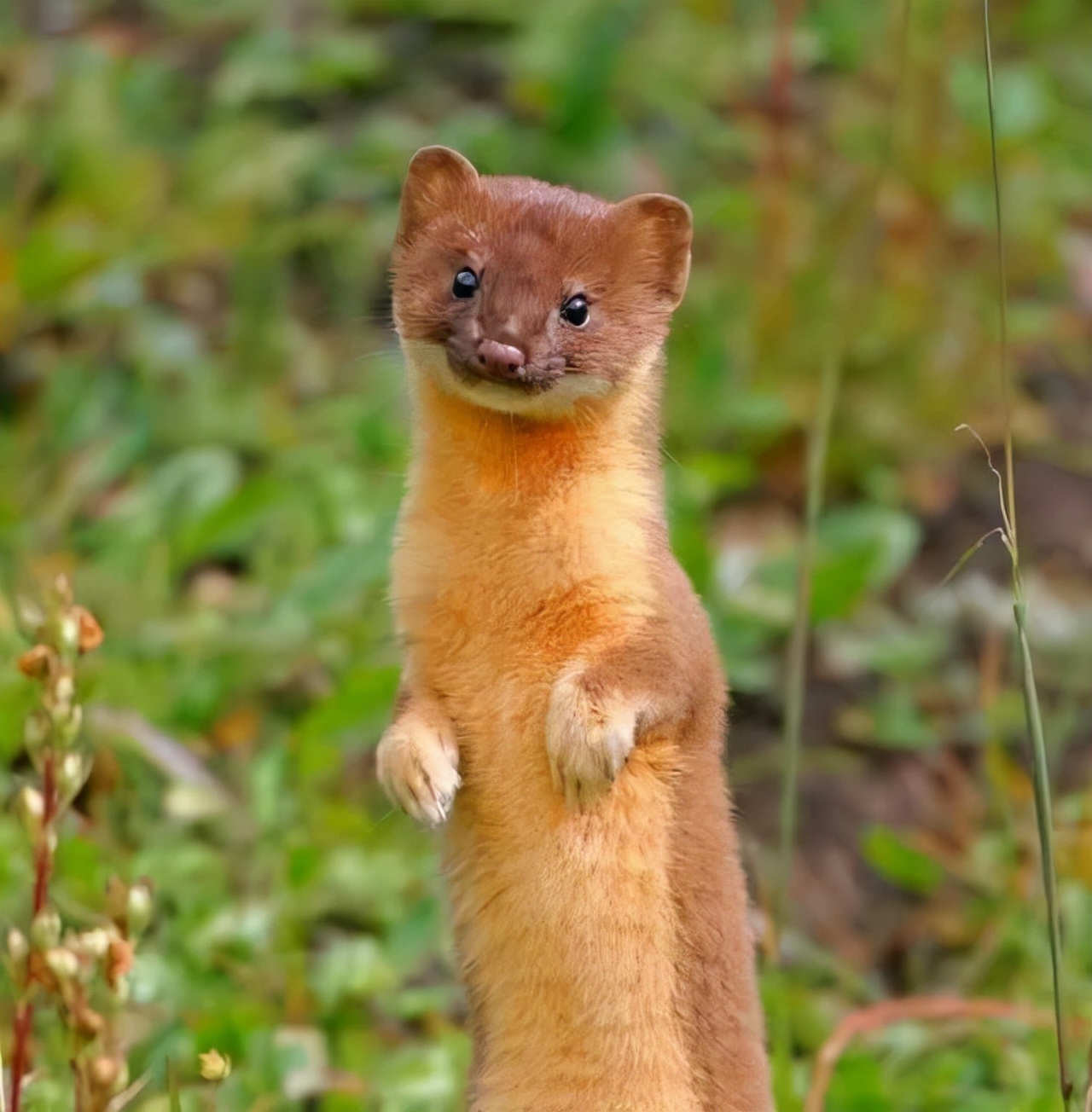 动物$黄鼠狼会给鸡“拜年”,月圆之夜还会拜月,真这么神奇?想多了