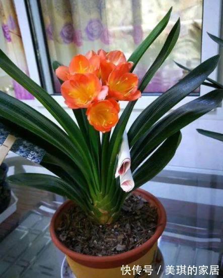 秋天|想要君子兰快速开花?教你3招,学会了叶片油亮,绽放层叠群花