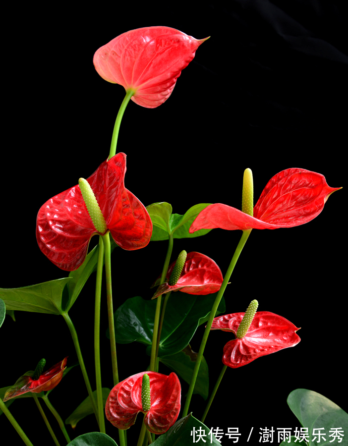 13种“阴冷花”,客厅没光照,长得更旺,越晒越难看