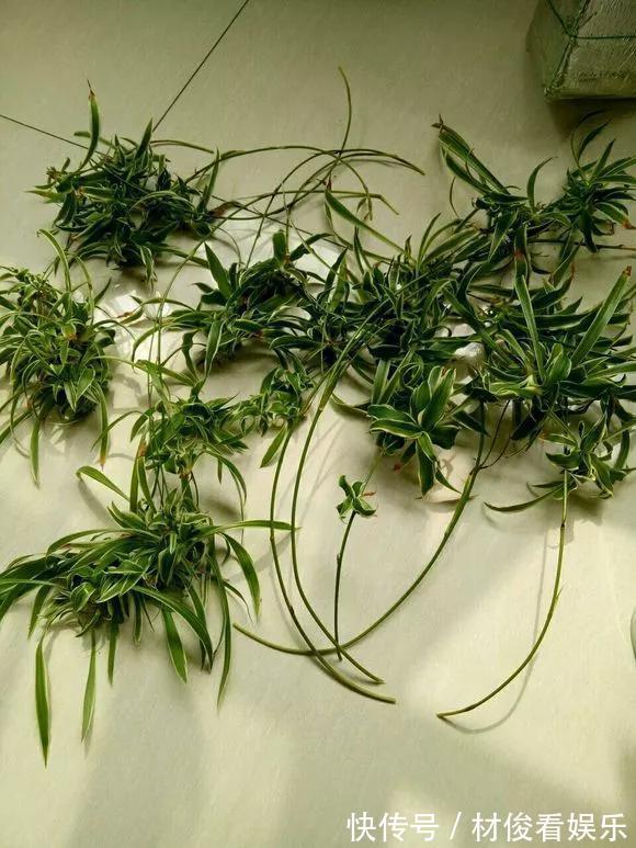 扦插|5种花快扦插，生根超快，1周长出大白根，新手也能插得活