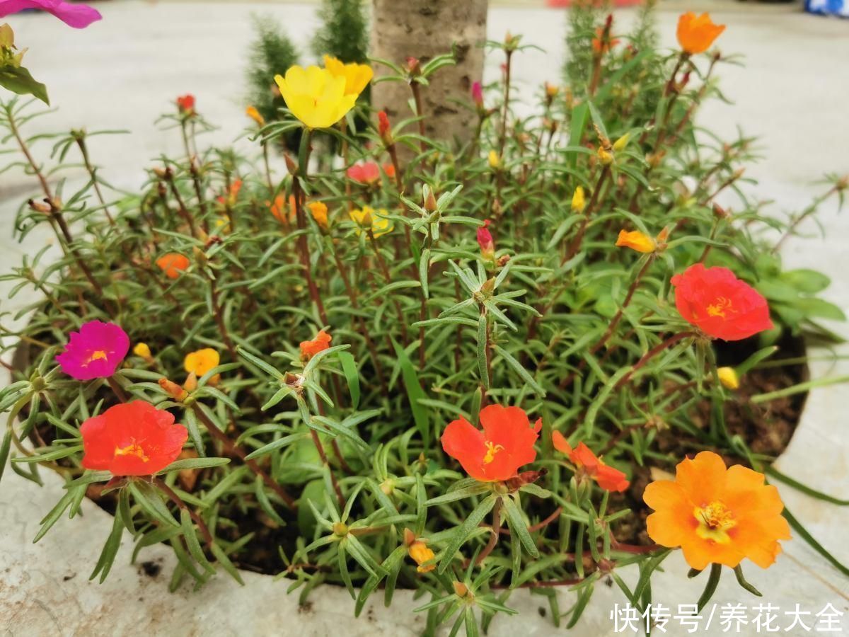 这5种花特别不怕晒，夏天里，养花杀手的福音