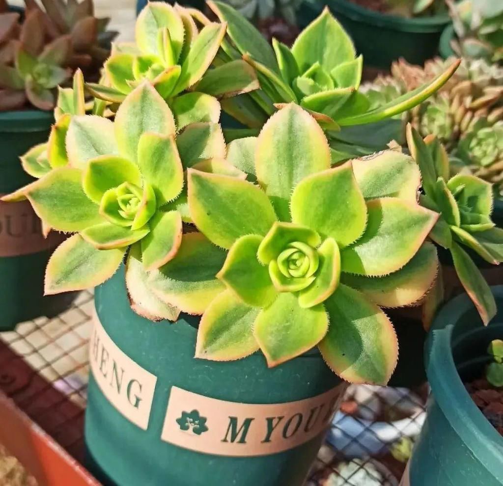 拼盘|多肉养在大盆里,就是豪横霸气,棵棵大得像白菜