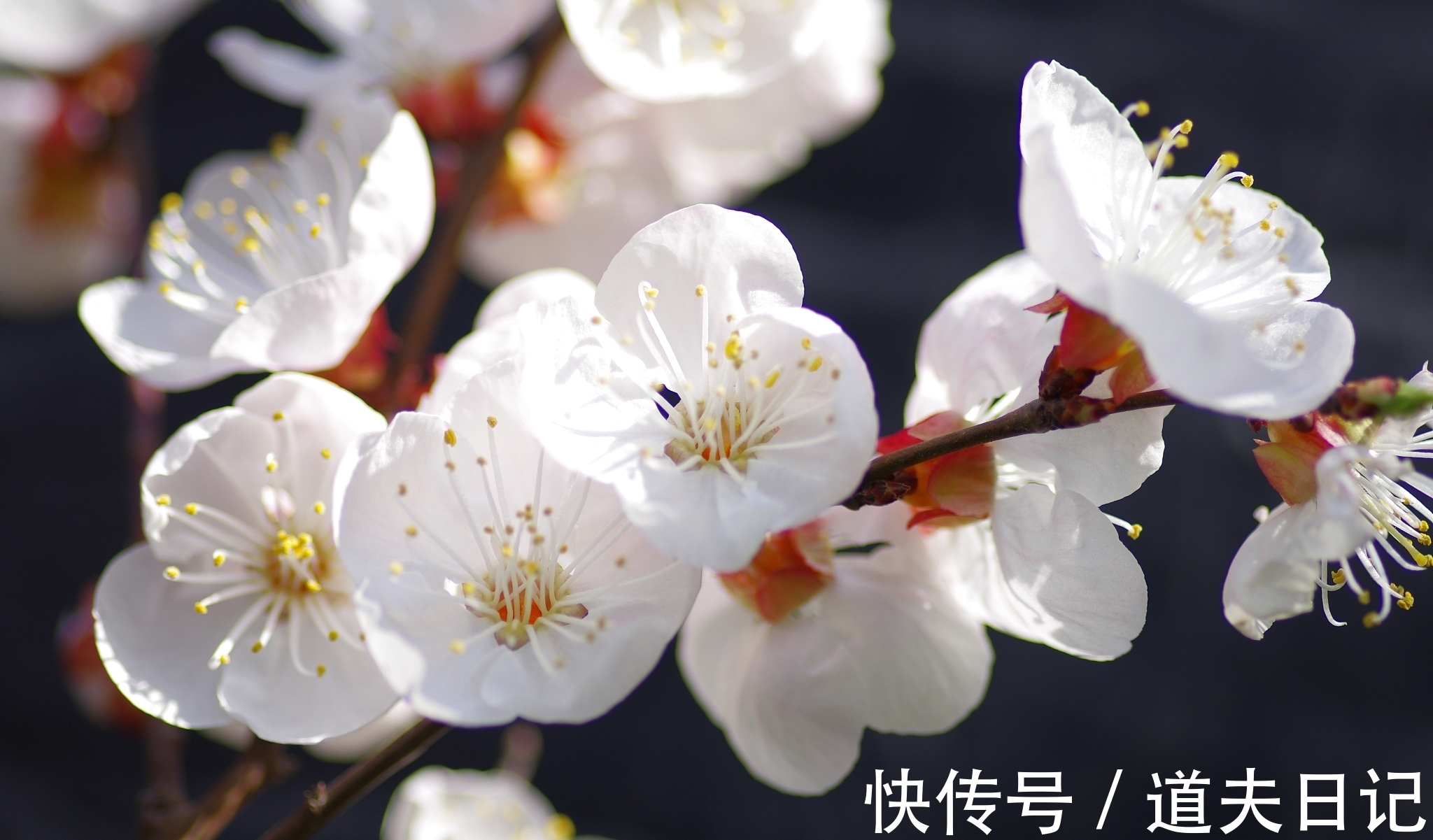 五言律诗#宋诗精华五首,其中一首是北宋杰出词人晏几道的作品,希望您喜欢