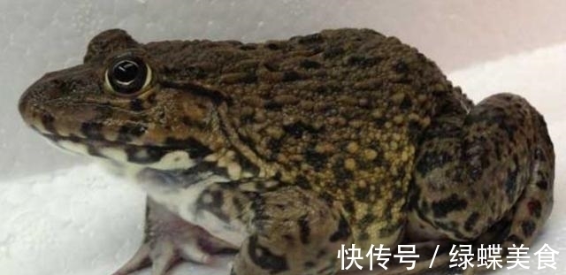 麻椒|田鸡5种最好吃的做法，简单美味又下饭，看看你喜欢吃哪种？