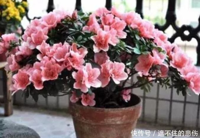  4种花是“爆盆能手”，365天开花不断，一茬茬花开不停