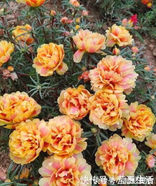 光照|这3种花，越晒越开花，花期长，开花勤，放在阳台，秒变小花园！