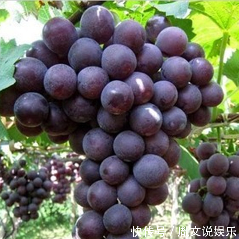 茄红素|十个女人九个有斑，别怕！多吃此水果，美容袪斑，延缓衰老！