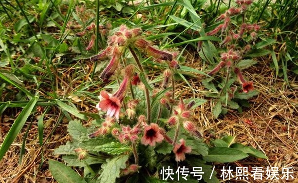 父母官|李时珍“服之百日面如桃花,三年轻身不老”,也许你家门口就有