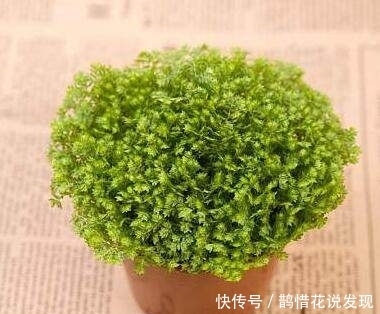 盆栽|婆婆将盆栽绿植当菜吃,品尝了一口后,我瞬间崩溃了