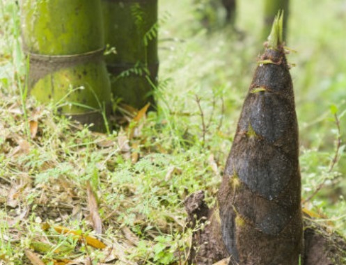 骨质疏松|竹笋营养价值高，但以下4类人不能吃，吃了就是“没病找病”！