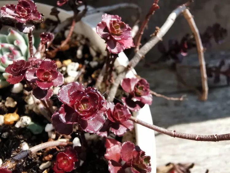 黛比|佛系养肉人生活明朗，多肉可爱，唯适者生存！