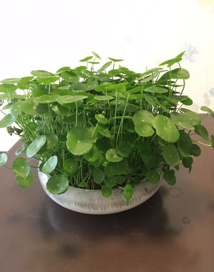 电脑旁养盆小绿植，明目护眼还能净化空气，跟着养护专家学起来吧