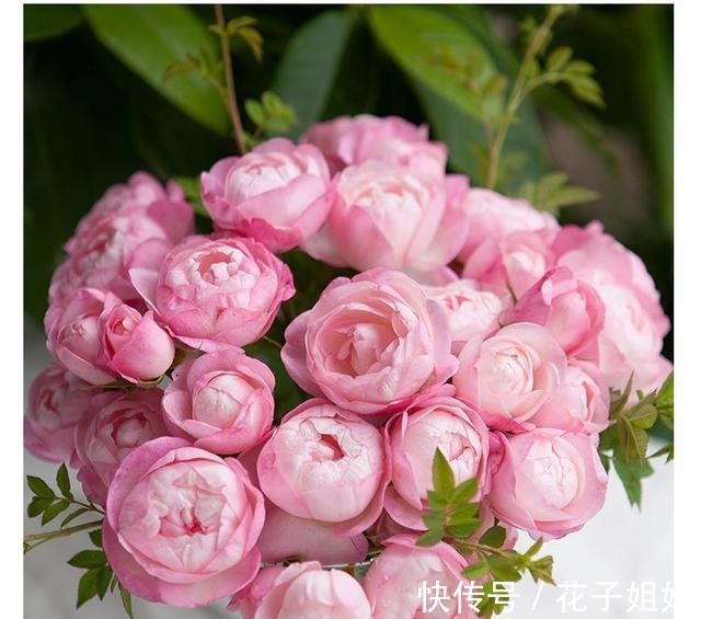 美味|那些名字很美味的月季 秀色可餐 吃货的福音!