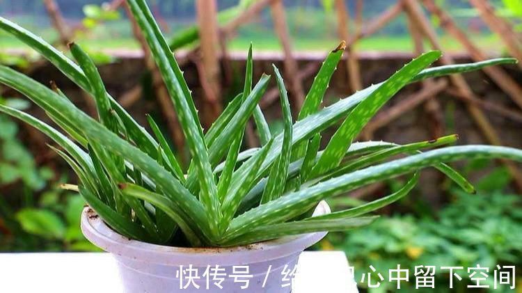 养花|这3种花对环境不挑剔,给土给水就能活,很适合新手养