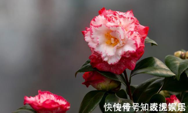 10大“吉祥花”适合养客厅,格调高,株型美,旺财又护家