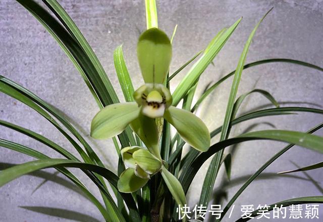 基部|兰花换粗植料以后，叶片一直发黄，是退草还是腐苗没救了？