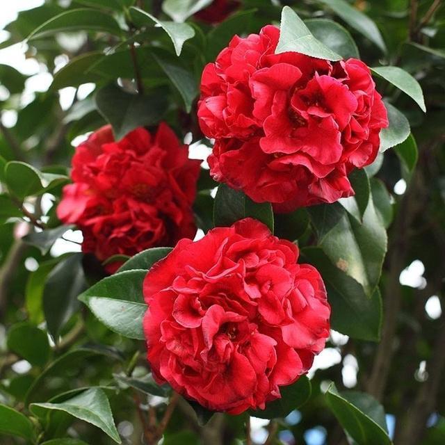 比牡丹还美的花卉,花色艳、香味浓、花期长,长势旺盛,优点众多