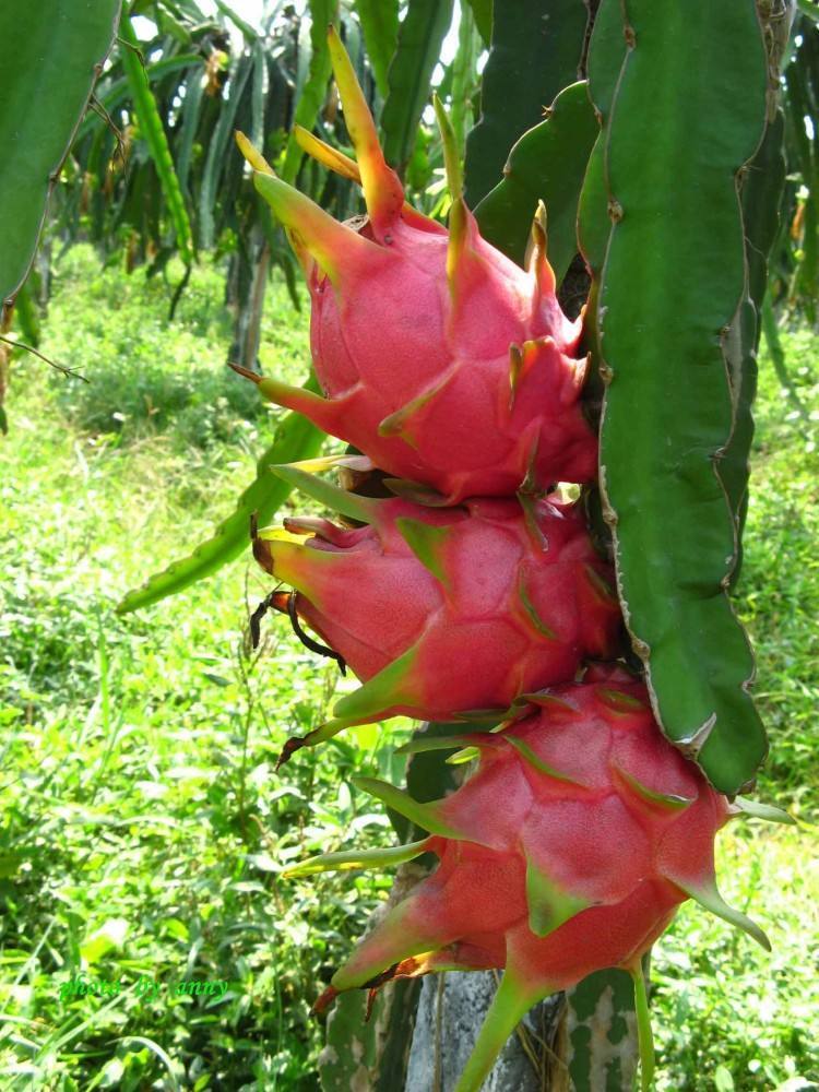 一个枝条插花盆，10天生根，当年结果50颗，超市30块钱一斤