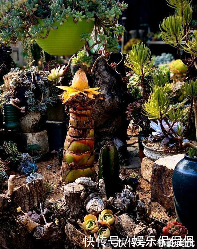 多肉圈|他痴迷养多肉,将500多盆多肉养出“高级感”,大家都夸美如仙境