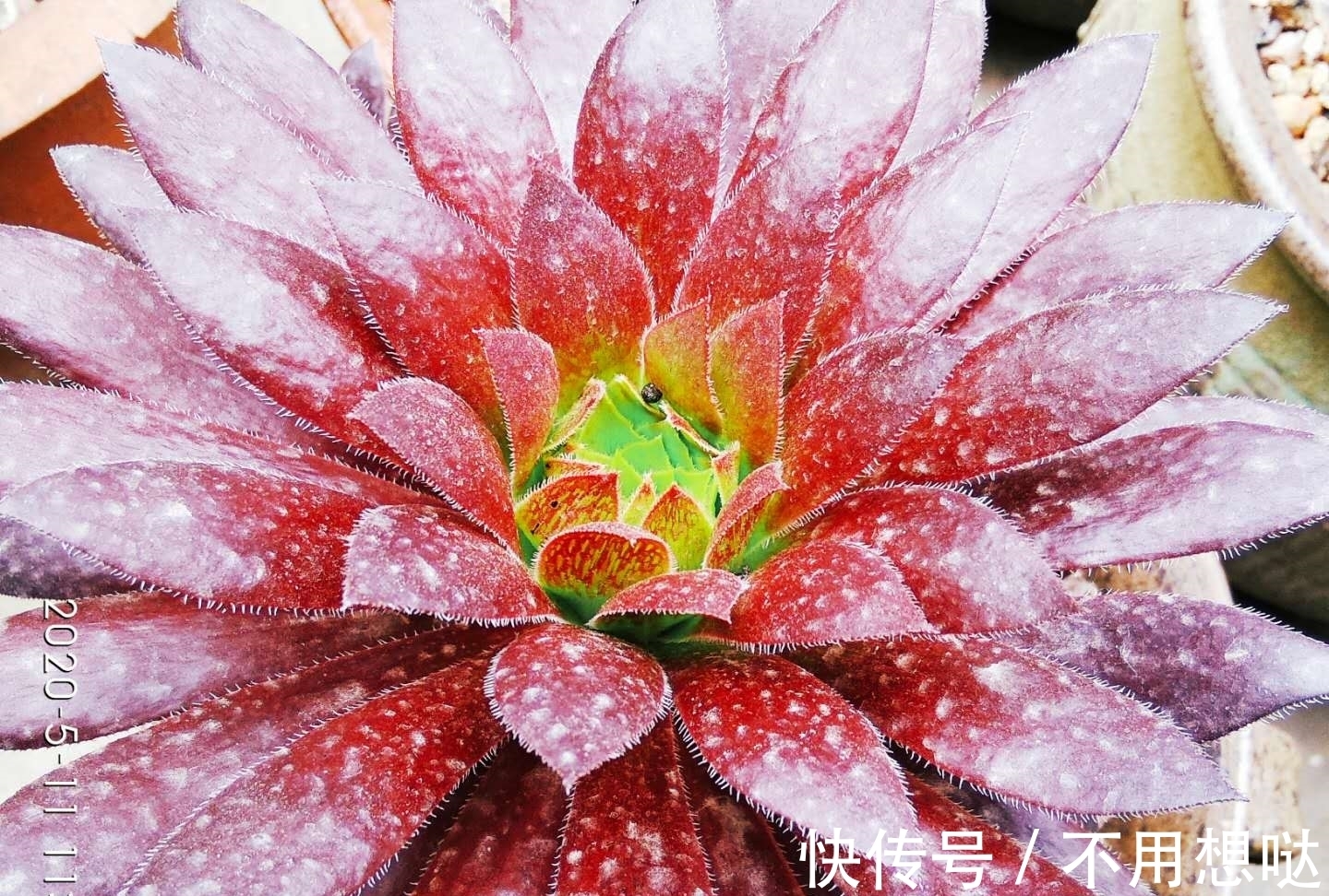 多肉孔雀和赤霞飞长得像吗?不,它们无论是颜色还是叶形都不雷同