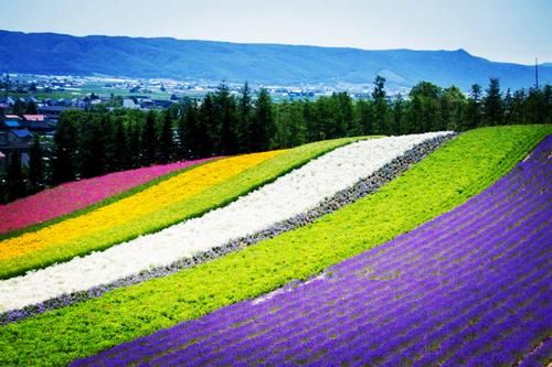 浪漫花香 盘点世界上最美的7块薰衣草田 美的让人心醉 快资讯