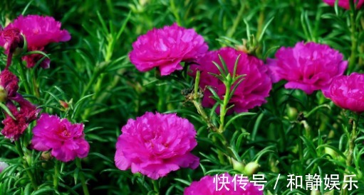 在家养盆太阳花,养护记住以下3个小技巧,今年开花明年还能开