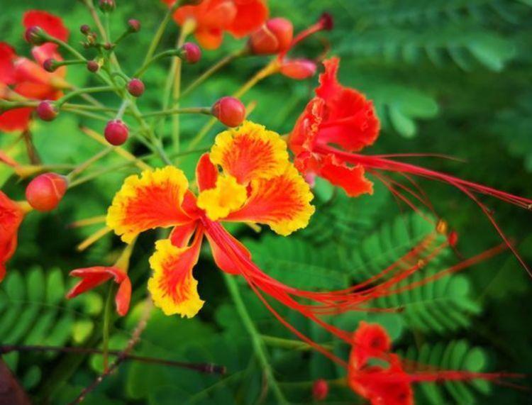 花色|4种花美的出奇,绚丽多彩,漂亮又好养,四季开花不断