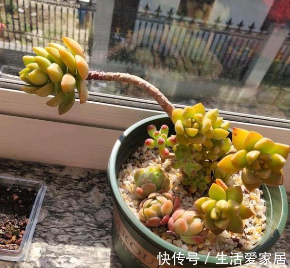 秋天多肉进入生长快车道，教你5个小技巧，快速爆崽长势旺