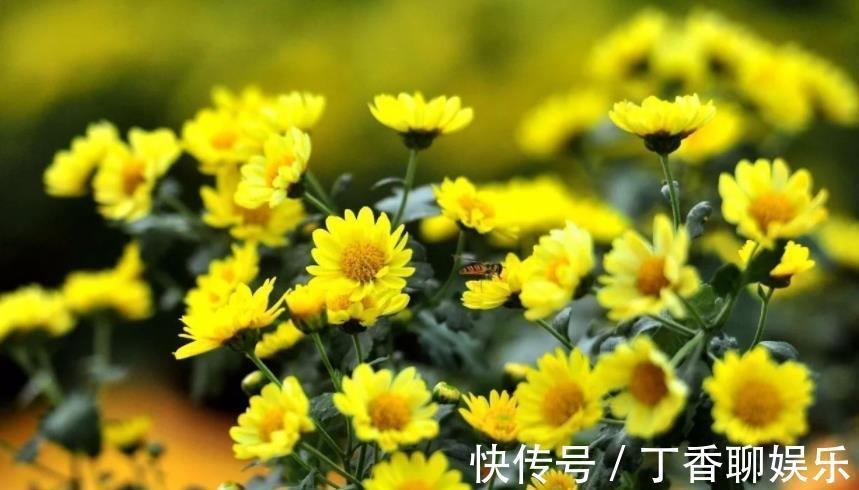 花卉|9月逛花市,推荐你买5种花,带回家就能有花赏,一开就是大半年