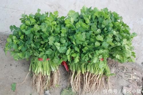 橘子皮|號稱“排毒之王”的香菜，學會用它有3大功效，很多人不知道