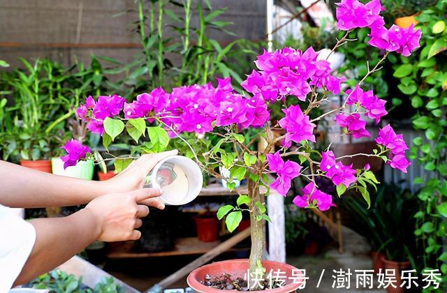 分枝|五一之后,5种“漂亮花”,开完赶紧剪,剪的越狠,下一茬花越多