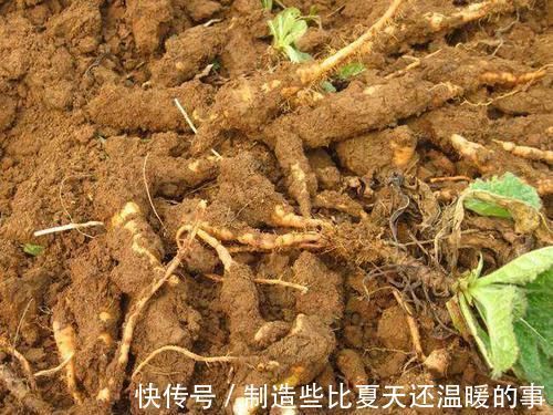 纲目|农村墙边一种野草,如今还记忆犹新,不知你们有没有吃过呢?