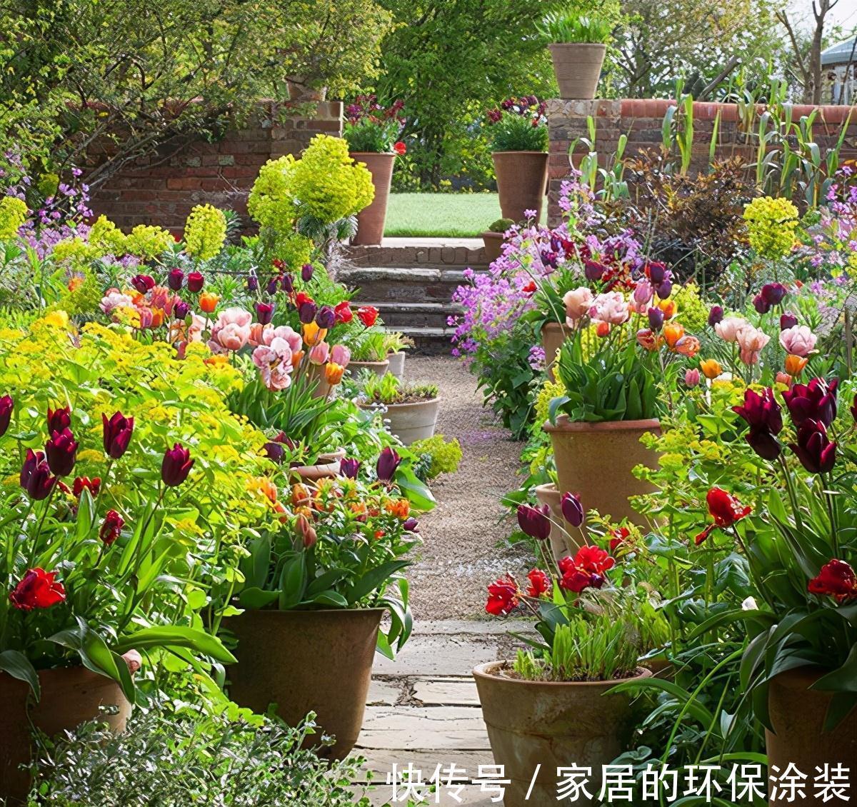 一年生|这14种花是一次性的，开完花就直接扔了吧，别浪费感情了