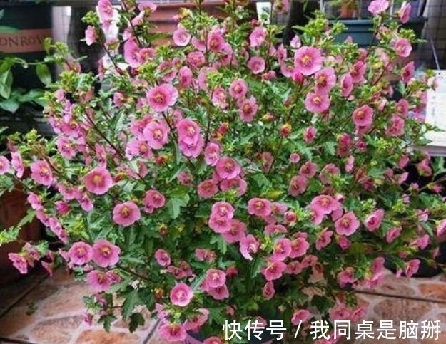 家养此款花卉,开花勤爱爆盆,养上一盆四季欣赏,好养活还不贵