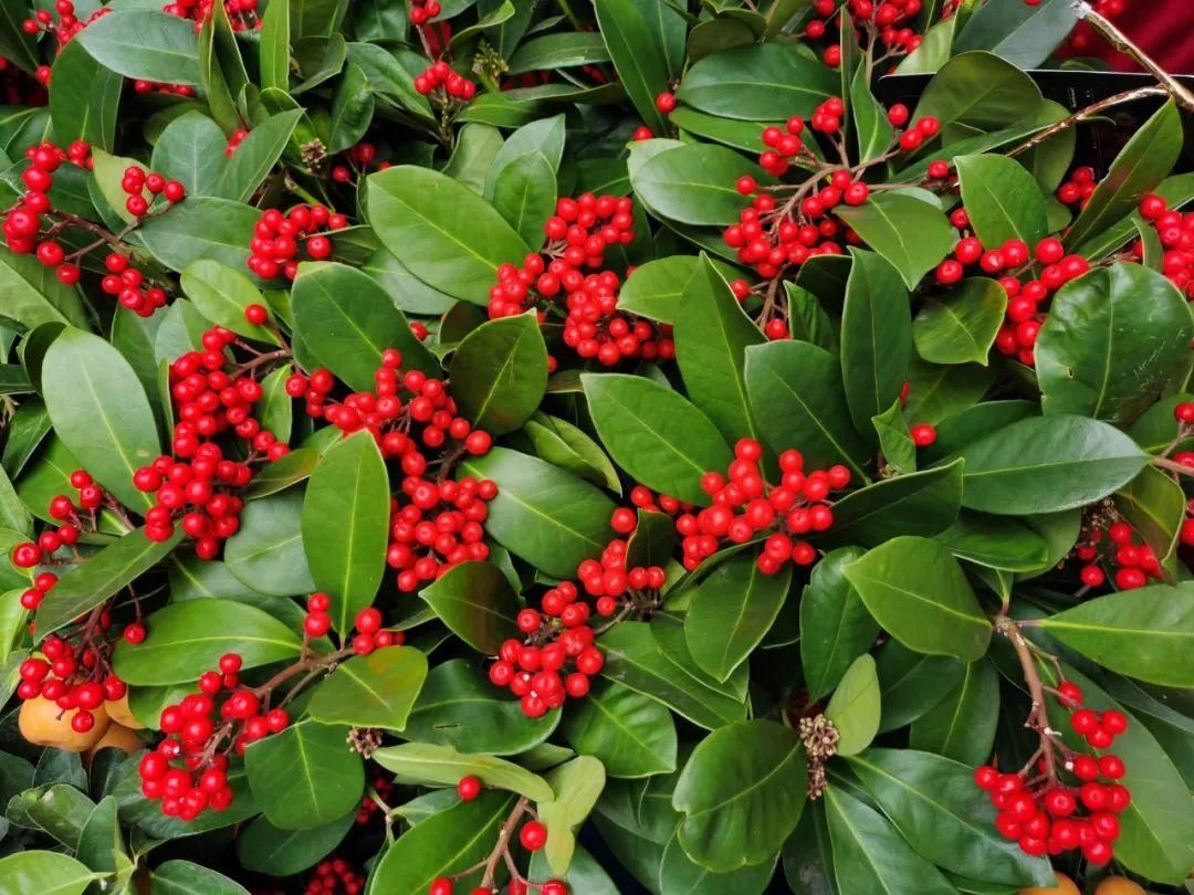 花市散发浓浓年味，这家店天天上新“应景”花！