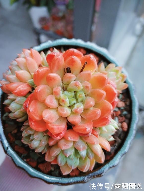 温度越来越低，多肉啥时往家搬，不用着急，0度再搬也不迟