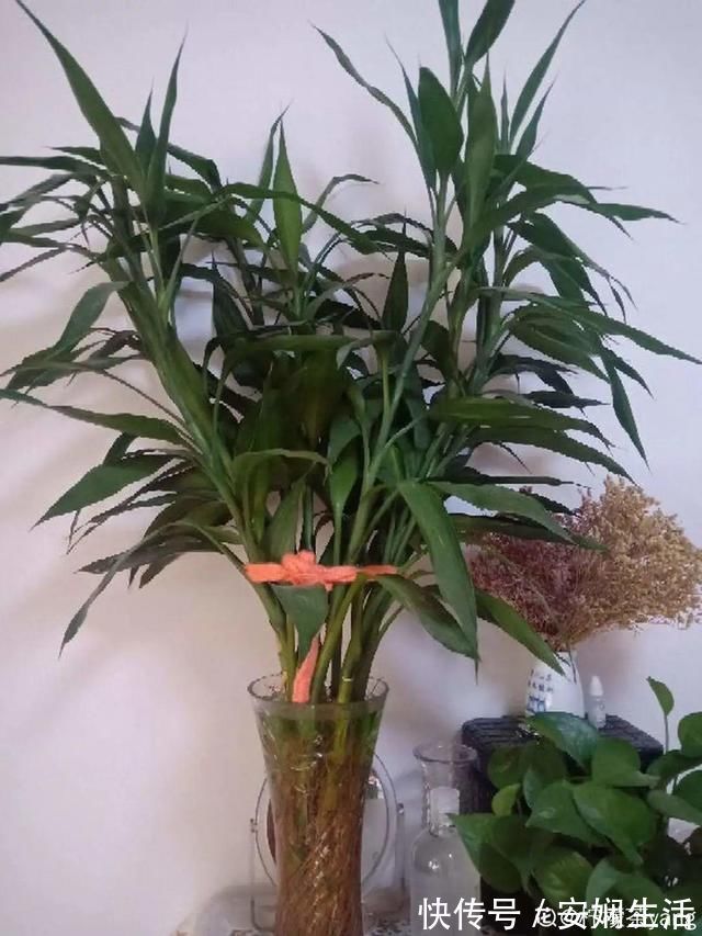 达克宁软膏|1粒小药片,碾碎丢水里,花像吃了兴奋剂疯长