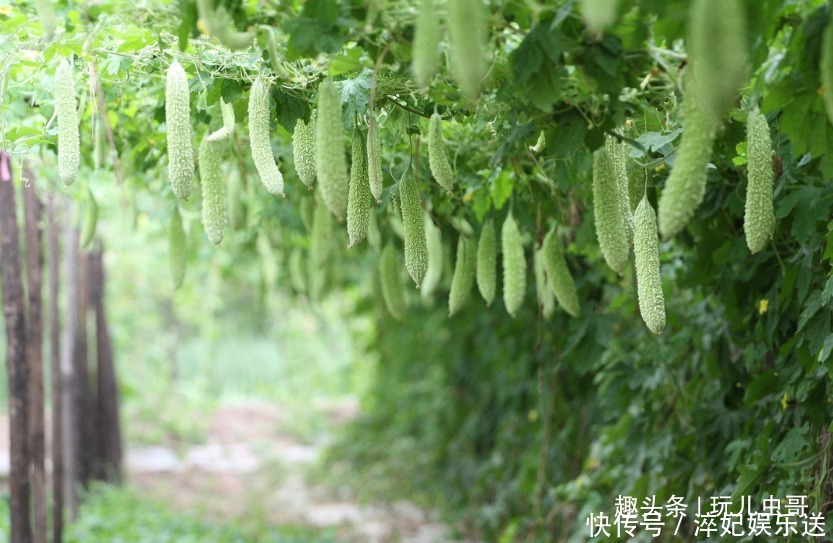 苦瓜|苦瓜味道雖苦，卻補腎健脾，栽培有技巧，種出好食苦瓜！