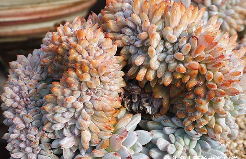 夏季|多肉橙梦露非常漂亮,且越“虐”越美,那么夏季还可以购买吗?