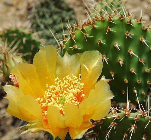技巧|养了三年的仙人掌,今年开花了,拍照给大家看看,内附促花技巧